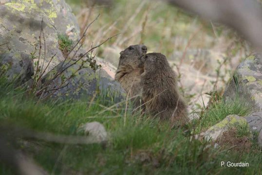 Imagem de Marmota marmota (Linnaeus 1758)