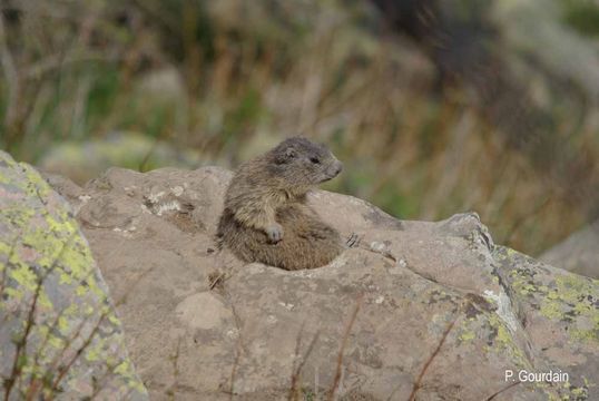 Image of Alpine Marmot