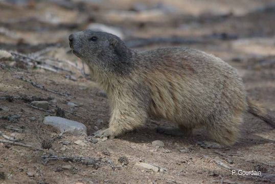 Imagem de Marmota marmota (Linnaeus 1758)