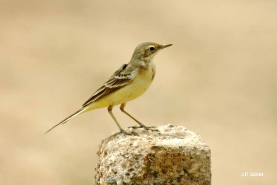 Image of Western Yellow Wagtail