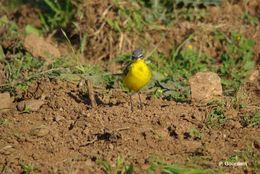 Image of Western Yellow Wagtail