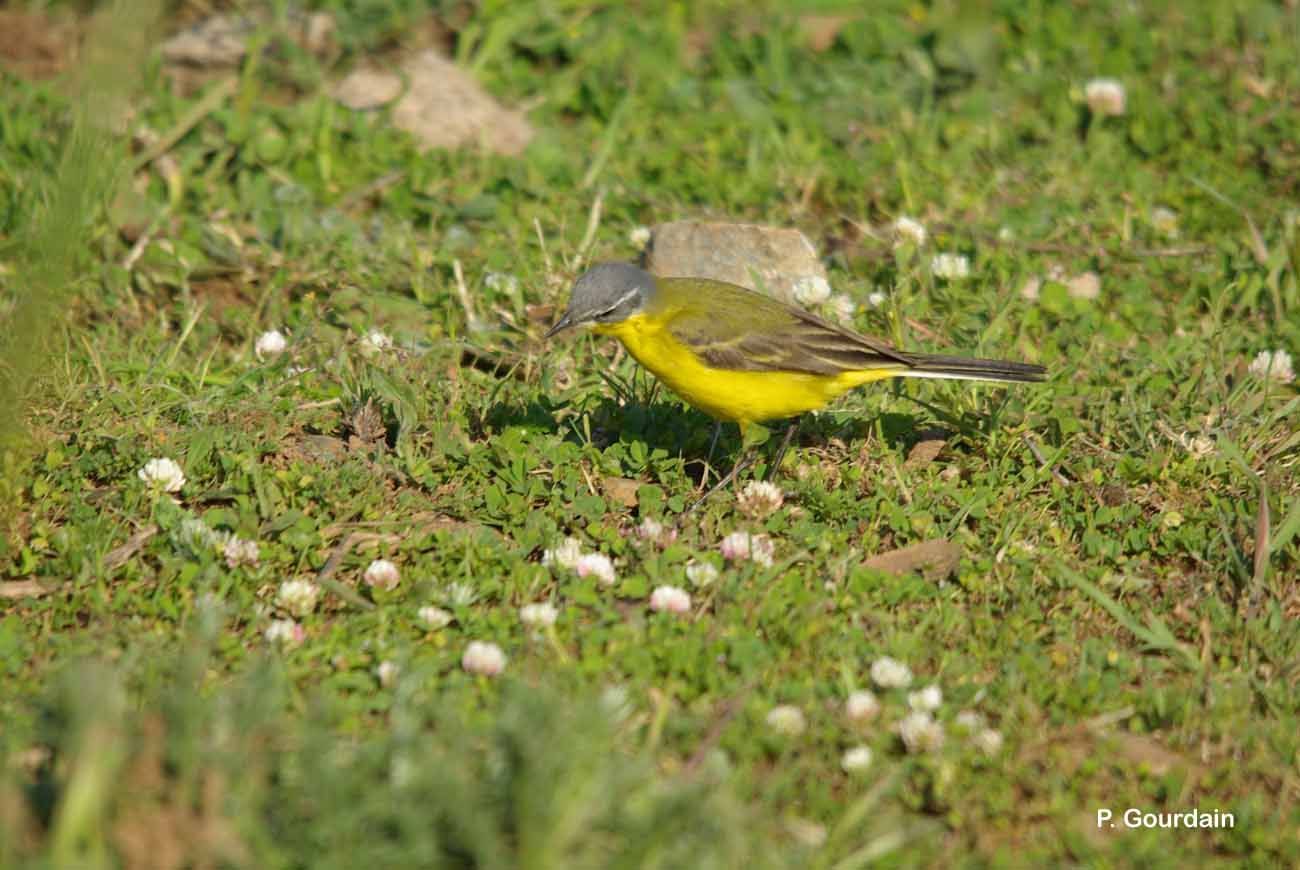 Image of Western Yellow Wagtail