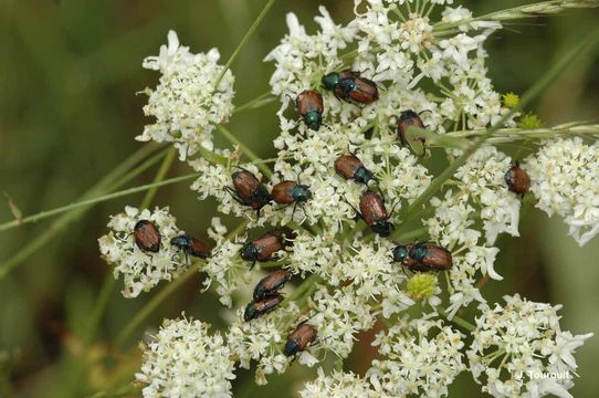 Imagem de Phyllopertha horticola (Linnaeus 1758)