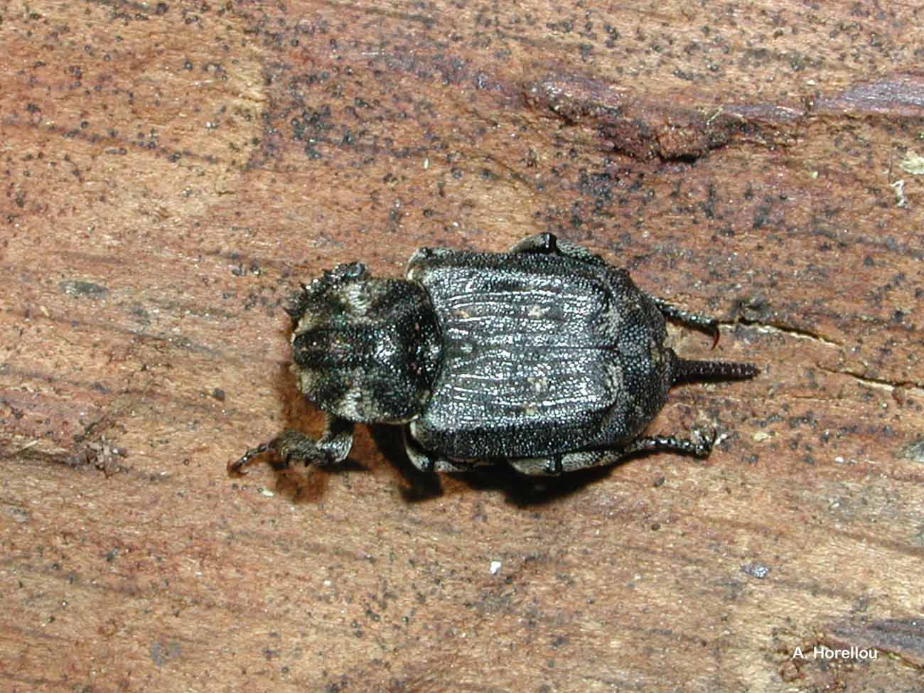 Image of Valgus hemipterus (Linnaeus 1758)
