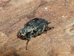 Image of Valgus hemipterus (Linnaeus 1758)