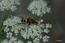 Image of Bee beetle