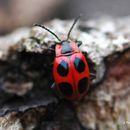 Imagem de Endomychus coccineus (Linnaeus 1758)