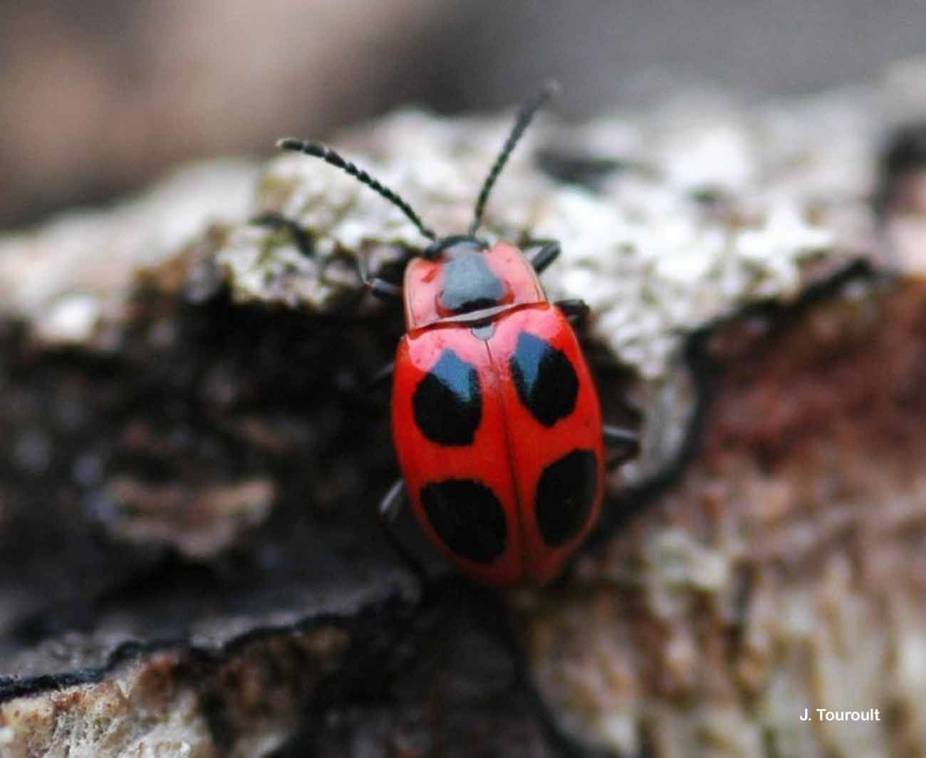 Image of Endomychus coccineus (Linnaeus 1758)