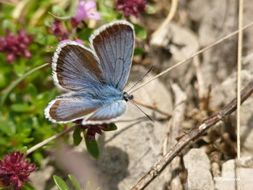 Image of Cyaniris semiargus (Rottemburg 1775)