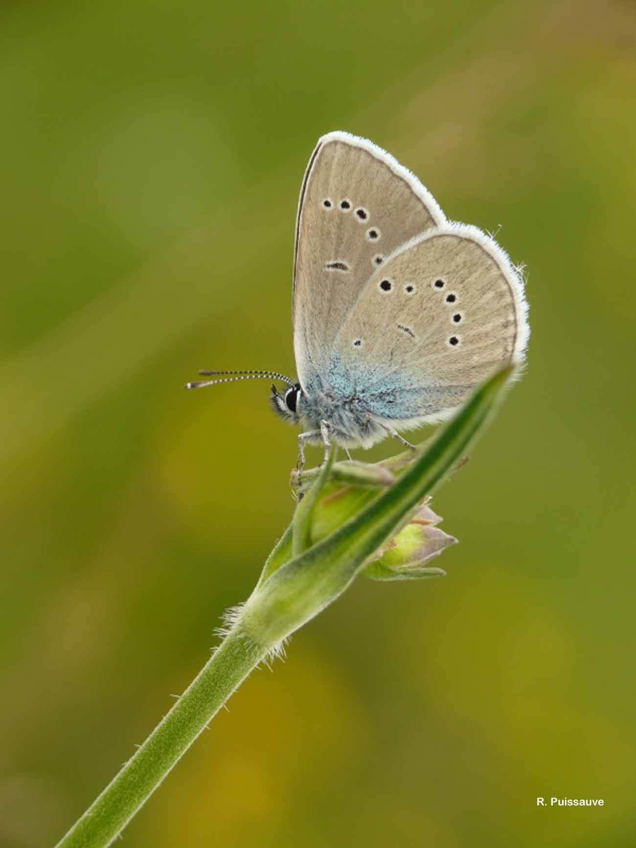 Image of Cyaniris semiargus (Rottemburg 1775)