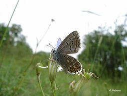 Imagem de <i>Lysandra bellargus</i> Rottemburg 1775