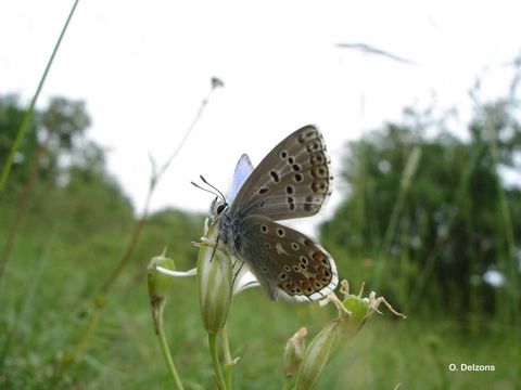 Image of <i>Lysandra bellargus</i> Rottemburg 1775