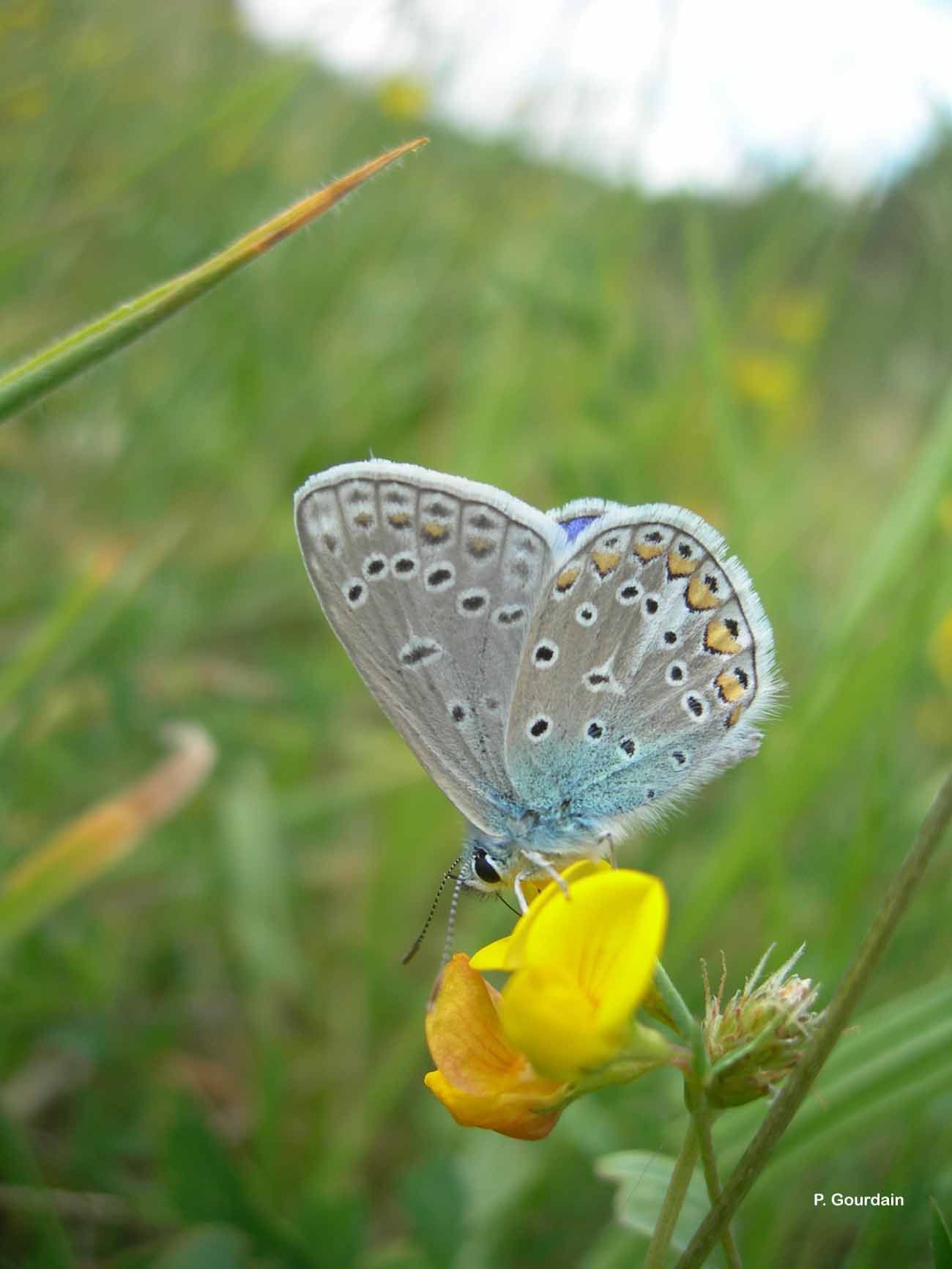 Image of common blue