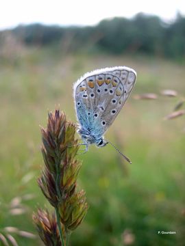 Image of common blue