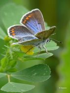 Image of common blue