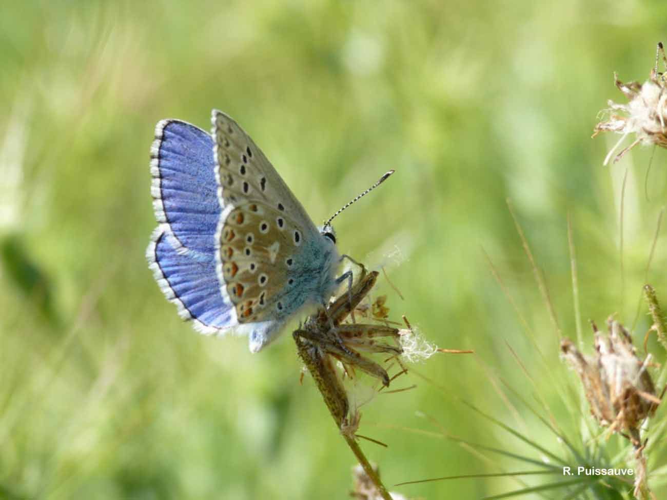 Image of common blue