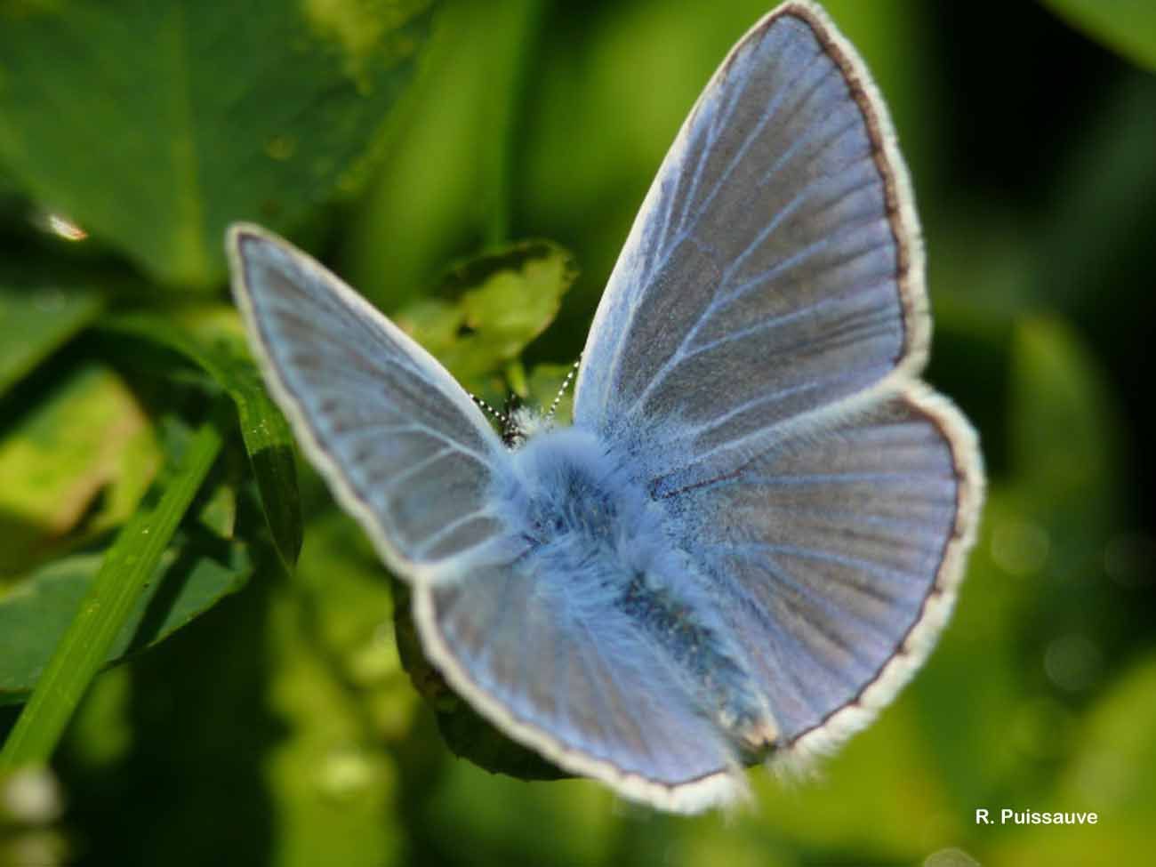 Image of common blue