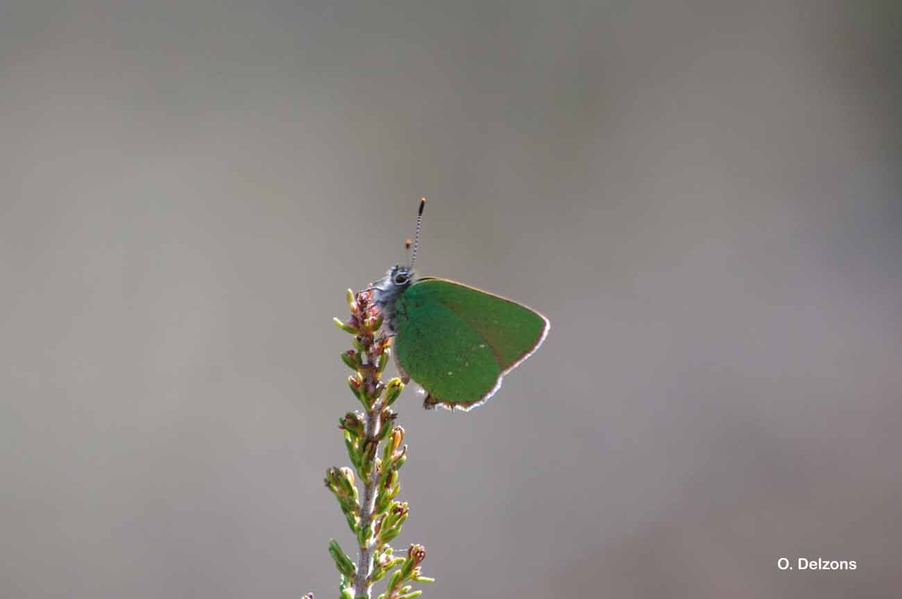 Plancia ëd Callophrys rubi (Linnaeus 1758)