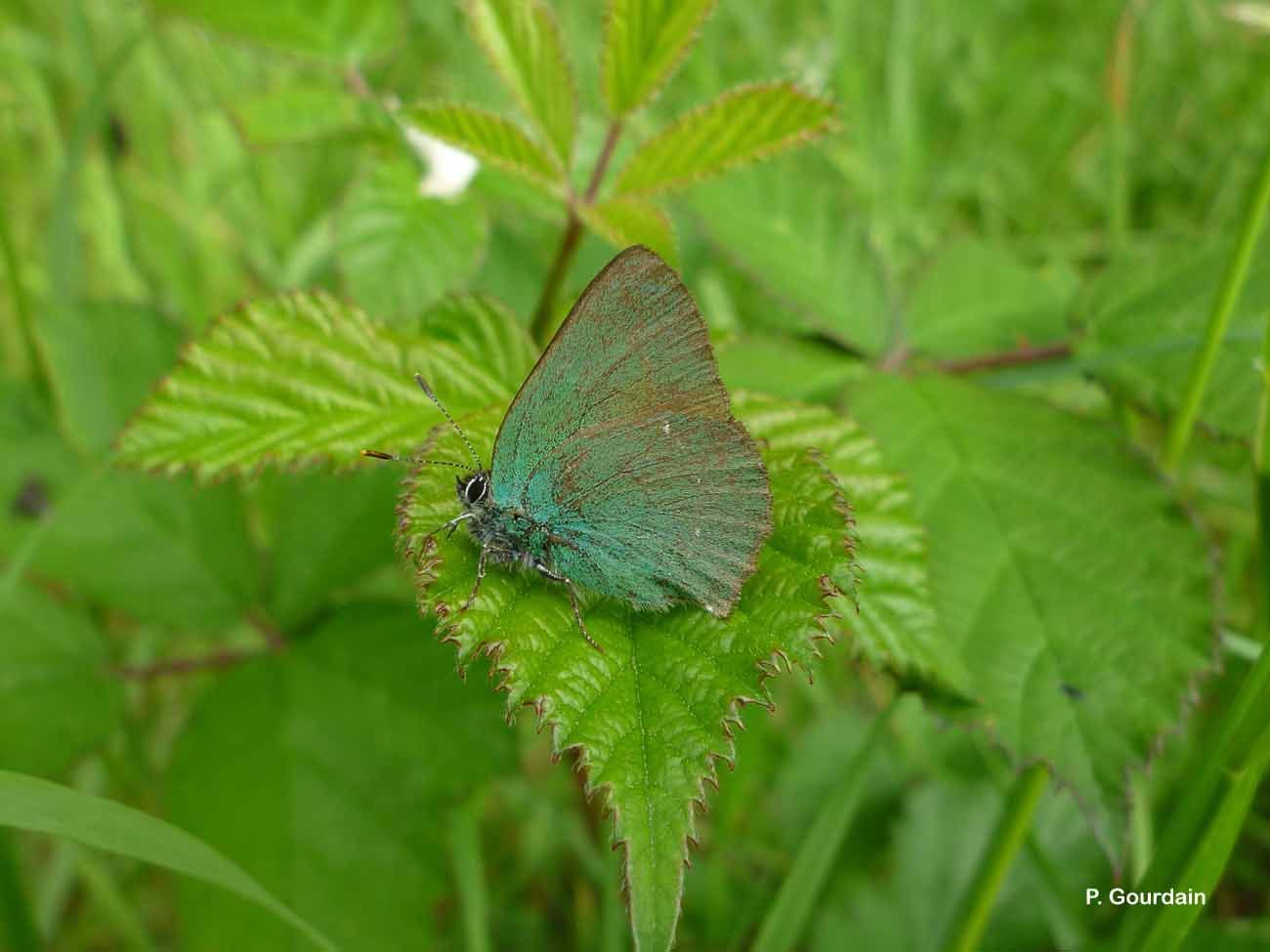 Imagem de Callophrys rubi (Linnaeus 1758)