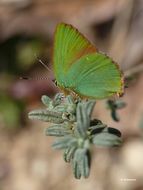 Imagem de Callophrys rubi (Linnaeus 1758)