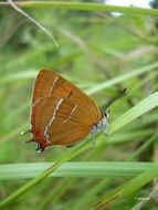 Image of Brown Hairstreak