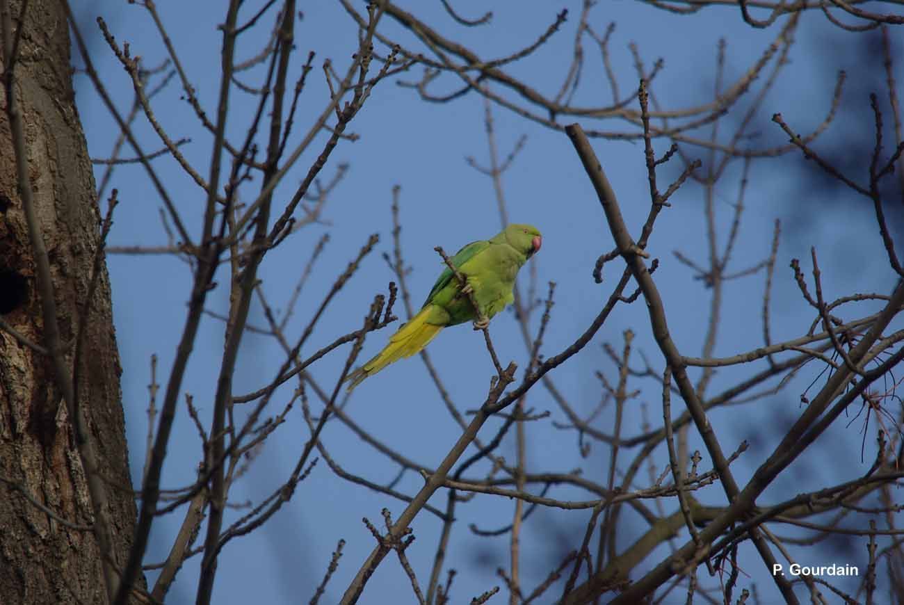 Image of Ring-necked Parakeet