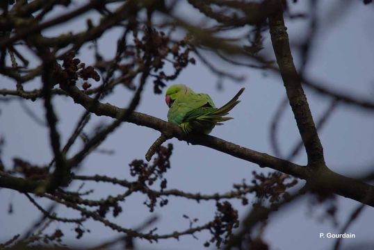 Image of Ring-necked Parakeet