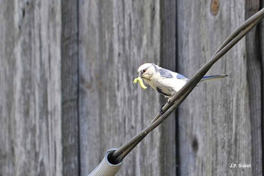 Image of Azure Tit