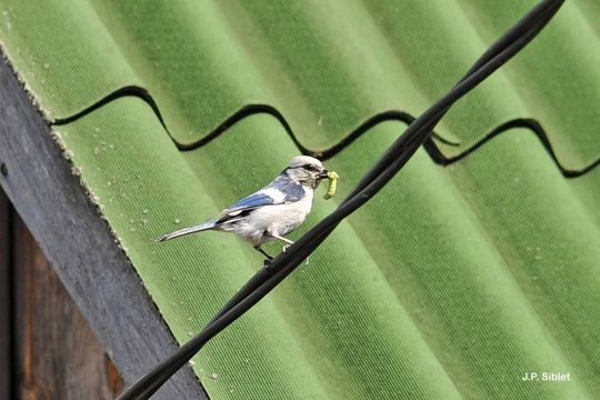 Image of Azure Tit