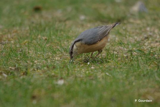 Image of Eurasian Nuthatch