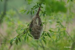 Image of Eurasian Penduline Tit