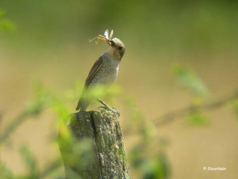 Image of Red-backed Shrike