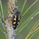 Image of Painted Jewel Beetle