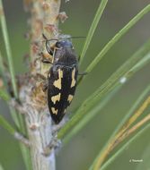 Image of Painted Jewel Beetle