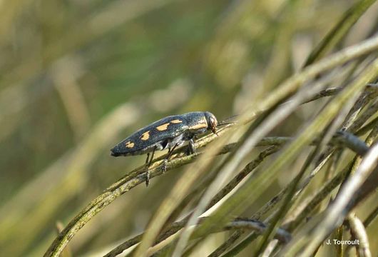 Image of Painted Jewel Beetle