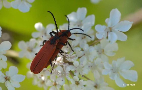 Image de <i>Lygistopterus sanguineus</i>