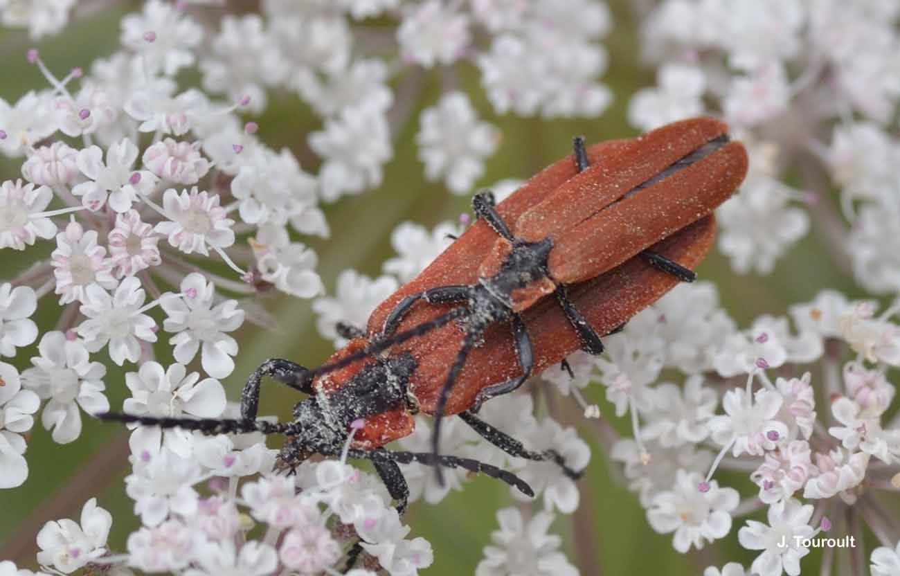 Image of <i>Lygistopterus sanguineus</i>