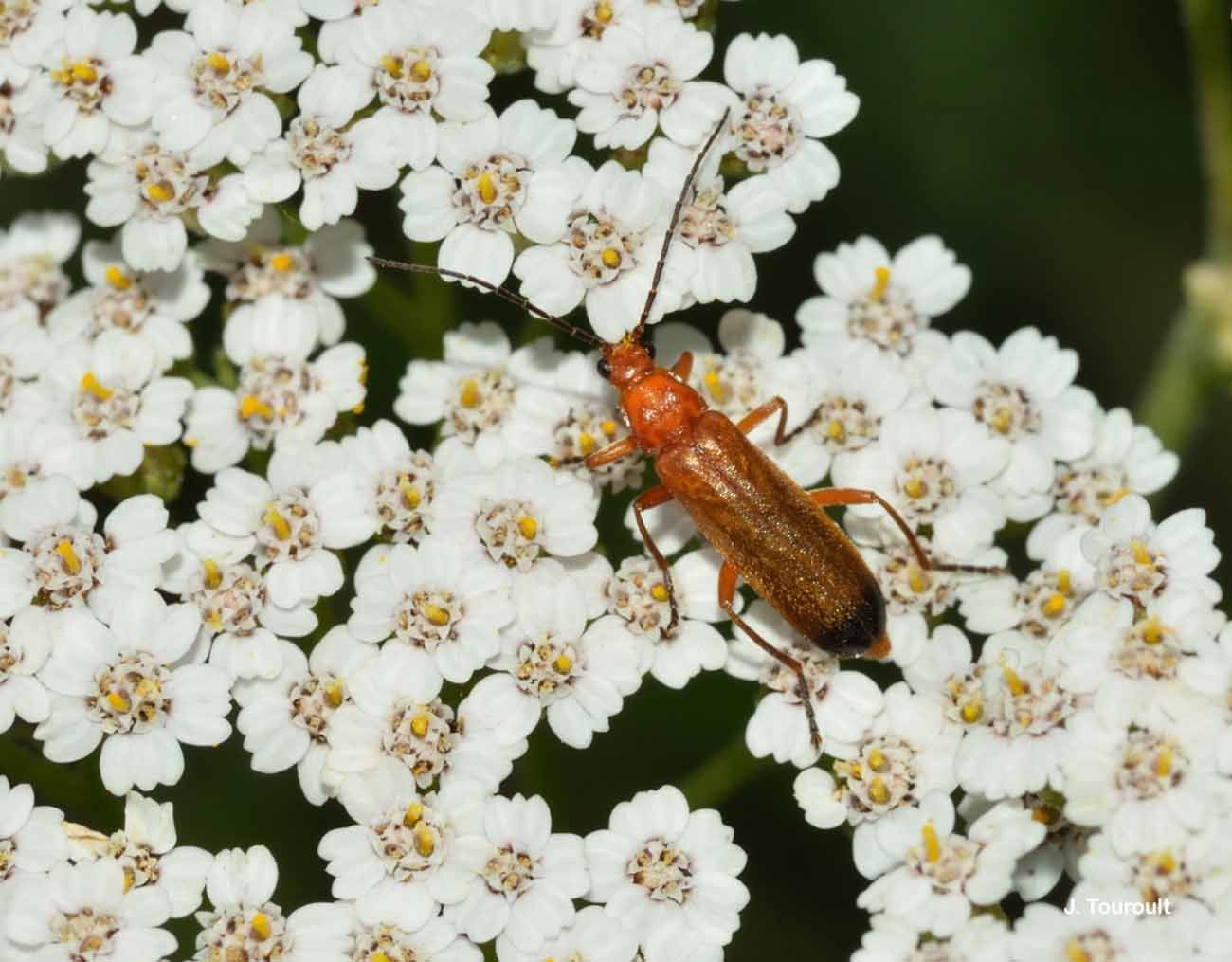 Image of Red Soldier Beetle