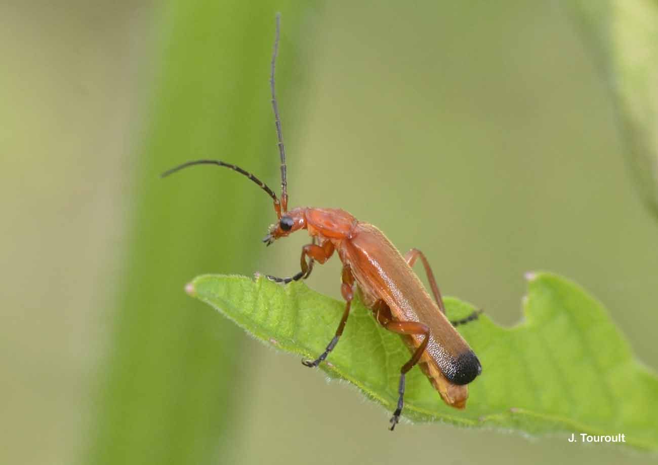 Image of Red Soldier Beetle