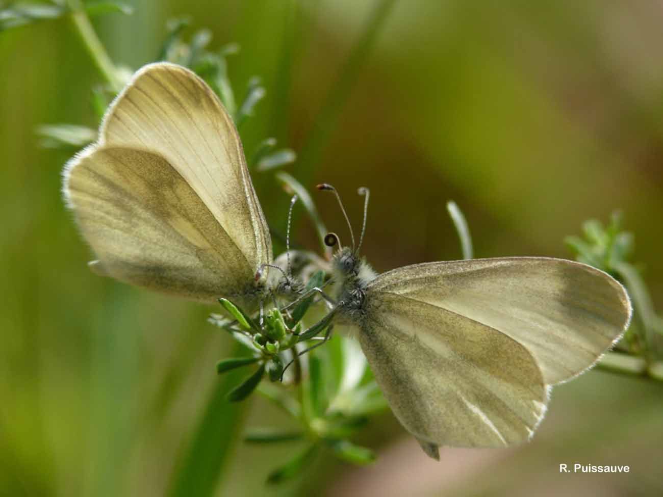 Image of Wood White