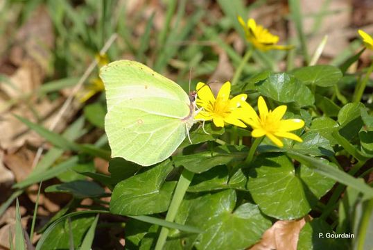 Imagem de Gonepteryx rhamni (Linnaeus 1758)