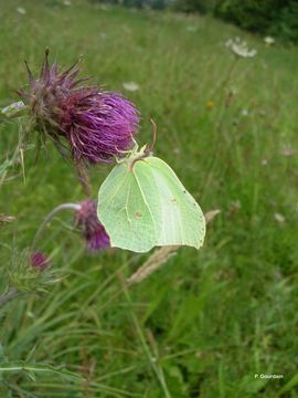 Imagem de Gonepteryx rhamni (Linnaeus 1758)