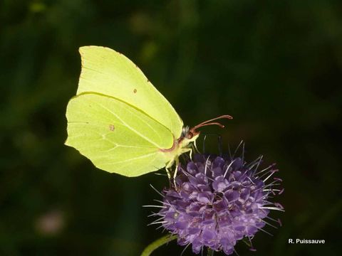 Imagem de Gonepteryx rhamni (Linnaeus 1758)