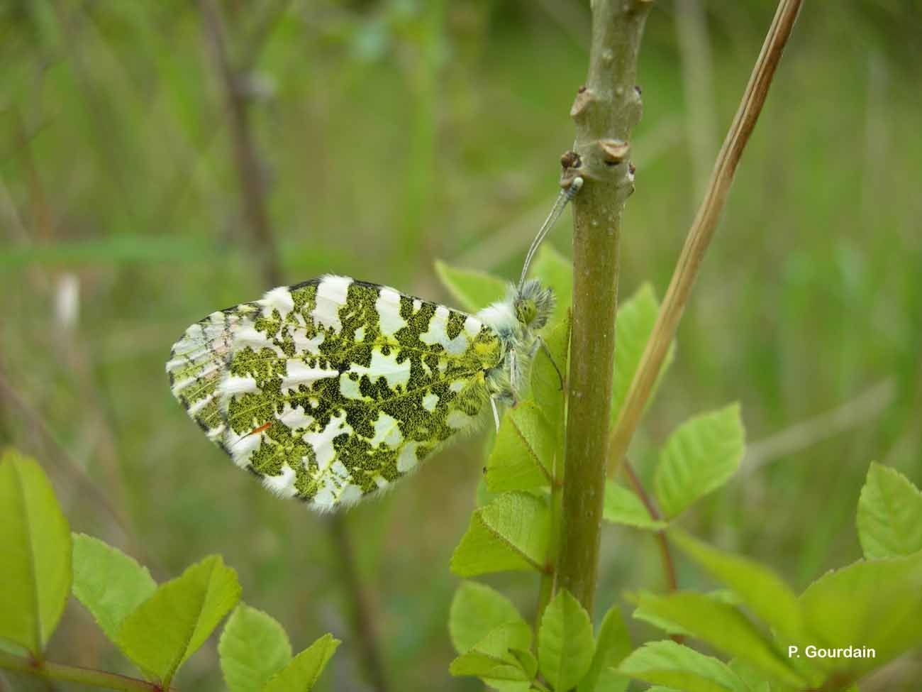 Image of orange tip