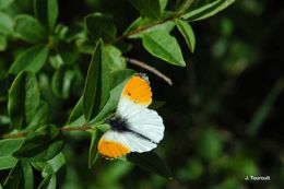 Image of orange tip