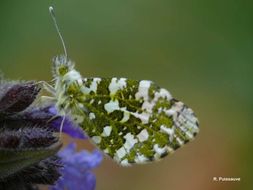 Image of orange tip