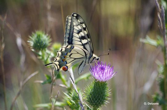 Image of Old World Swallowtail