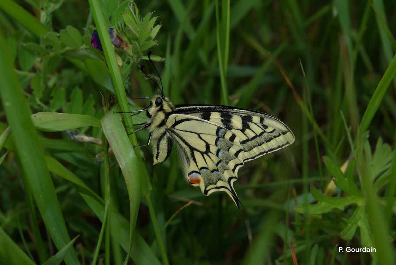 Image of Old World Swallowtail