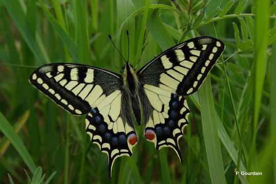 Image of Old World Swallowtail