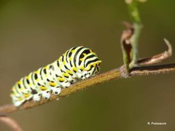 Image of Old World Swallowtail